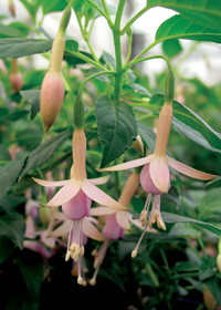 Fuchsia 'Whiteknights Pearl'
